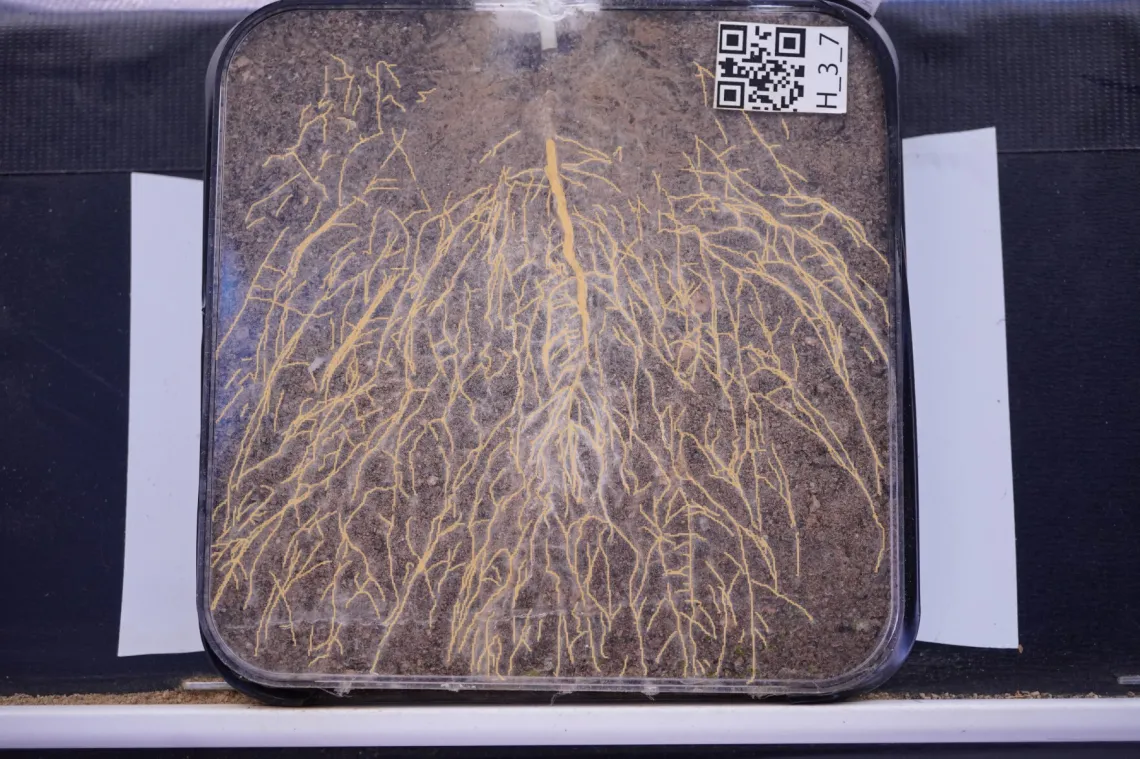 rhizobox