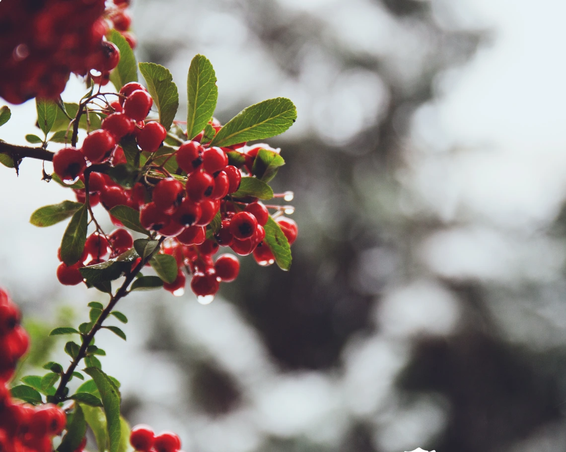 TD Nov Dec 2024 winter berries